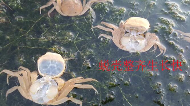 虾蟹的蜕壳与生长(图3)